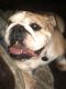 English Bulldog Puppies for sale in Middletown, RI, USA. price: $600