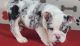 English Bulldog Puppies for sale in Alexandria Bay, NY, USA. price: NA
