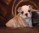 English Bulldog Puppies for sale in Fort Worth, TX, USA. price: $3,000