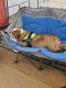 English Bulldog Puppies for sale in Ten Mile, TN 37880, USA. price: $2,500