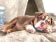 English Bulldog Puppies for sale in Ventura County, CA, USA. price: NA