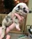 English Bulldog Puppies for sale in Jayess, MS 39641, USA. price: NA
