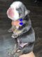 English Bulldog Puppies for sale in Patterson, CA 95363, USA. price: NA