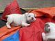 English Bulldog Puppies for sale in 727 E 84th Pl, Los Angeles, CA 90001, USA. price: NA