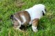 English Bulldog Puppies for sale in Branson, MO 65616, USA. price: NA