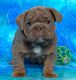 English Bulldog Puppies for sale in Dubia Rd, North Pole, AK 99705, USA. price: $6,500