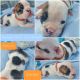 English Bulldog Puppies for sale in Hummelstown, PA 17036, USA. price: NA