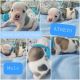 English Bulldog Puppies for sale in Hummelstown, PA 17036, USA. price: $3,500