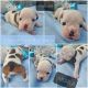 English Bulldog Puppies for sale in Hummelstown, PA 17036, USA. price: $3,500