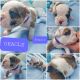 English Bulldog Puppies for sale in Hummelstown, PA 17036, USA. price: $6,500