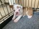English Bulldog Puppies for sale in Michigan - Martin, Detroit, MI 48210, USA. price: $1,000
