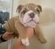 English Bulldog Puppies for sale in Norwalk, CA, USA. price: NA