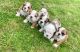 English Bulldog Puppies for sale in Ottawa, ON, Canada. price: NA