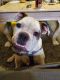 English Bulldog Puppies for sale in Albuquerque, NM, USA. price: $800