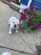 English Bulldog Puppies for sale in Toledo, OH, USA. price: NA