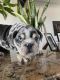 English Bulldog Puppies for sale in Chula Vista, CA 91911, USA. price: $4,000