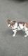 English Bulldog Puppies for sale in Boston, MA, USA. price: $1,000