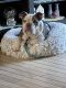 English Bulldog Puppies for sale in Lancaster, CA, USA. price: $2,000