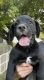 English Bulldog Puppies for sale in Colton, CA, USA. price: $400