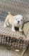 English Bulldog Puppies for sale in Laredo, TX, USA. price: $1