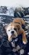 English Bulldog Puppies for sale in New Rochelle, NY, USA. price: $500
