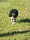 English Cocker Spaniel Puppies for sale in Gibsonton, FL, USA. price: $150