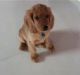 English Cocker Spaniel Puppies for sale in Hyderabad, Telangana, India. price: 13000 INR