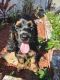 English Cocker Spaniel Puppies for sale in NEW PRT RCHY, FL 34652, USA. price: NA
