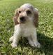 English Cocker Spaniel Puppies for sale in Fort Myers, FL, USA. price: $1,300