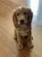 English Cocker Spaniel Puppies for sale in Concord, NC, USA. price: NA