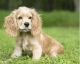 English Cocker Spaniel Puppies for sale in Independence, MO, USA. price: NA