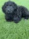 English Cocker Spaniel Puppies for sale in Chandler, AZ, USA. price: NA