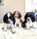English Cocker Spaniel Puppies for sale in Arlington, TX, USA. price: $950