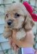 English Cocker Spaniel Puppies for sale in 21327 Riverside Ridge Ln, Katy, TX 77449, USA. price: NA