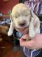 English Cocker Spaniel Puppies for sale in Eugene, OR 97402, USA. price: NA