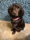 English Cocker Spaniel Puppies for sale in Pinellas Park, FL 33781, USA. price: NA