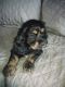 English Cocker Spaniel Puppies for sale in 12619 Tracy Keepville Rd, Albion, PA 16401, USA. price: $600
