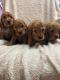 English Cocker Spaniel Puppies for sale in 920 SW 77th St, Oklahoma City, OK 73139, USA. price: $1,000