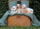 English Cocker Spaniel Puppies
