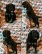 English Cocker Spaniel Puppies for sale in Guthrie, OK, USA. price: $500