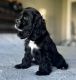English Cocker Spaniel Puppies for sale in Woodstock, IL 60098, USA. price: $850