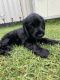 English Cocker Spaniel Puppies for sale in Campbelltown, New South Wales. price: $2,500