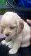 English Cocker Spaniel Puppies for sale in Faridabad, Haryana, India. price: 9000 INR