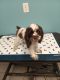 English Cocker Spaniel Puppies for sale in Buffalo, New York. price: NA