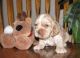 English Cocker Spaniel Puppies for sale in Dallas, TX, USA. price: $450