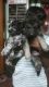 English Cocker Spaniel Puppies for sale in New Delhi, Delhi 110001, India. price: 12500 INR