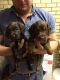 English Cocker Spaniel Puppies for sale in Green Bay, WI, USA. price: NA