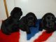 English Cocker Spaniel Puppies for sale in Topeka, KS, USA. price: NA