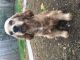 English Cocker Spaniel Puppies for sale in Katy, TX, USA. price: $350