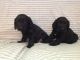 English Cocker Spaniel Puppies for sale in New York, NY, USA. price: $400